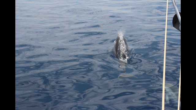 Delfin beim Auftauchen